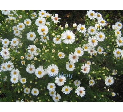 Айстра осіння Араміс Уайт  ( Aster tongolensis Aramis White)